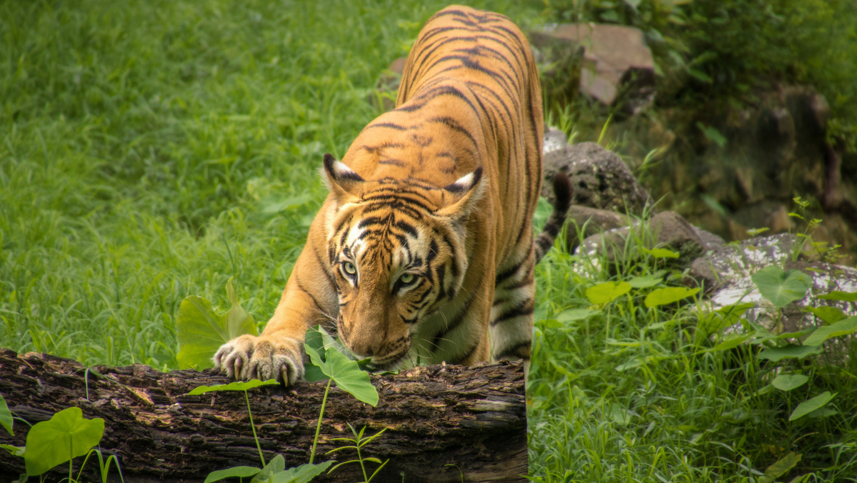 Sundarban